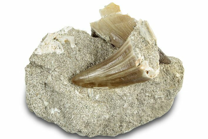 Fossil Mosasaur (Mosasaurus) Tooth In Rock - Morocco #311871